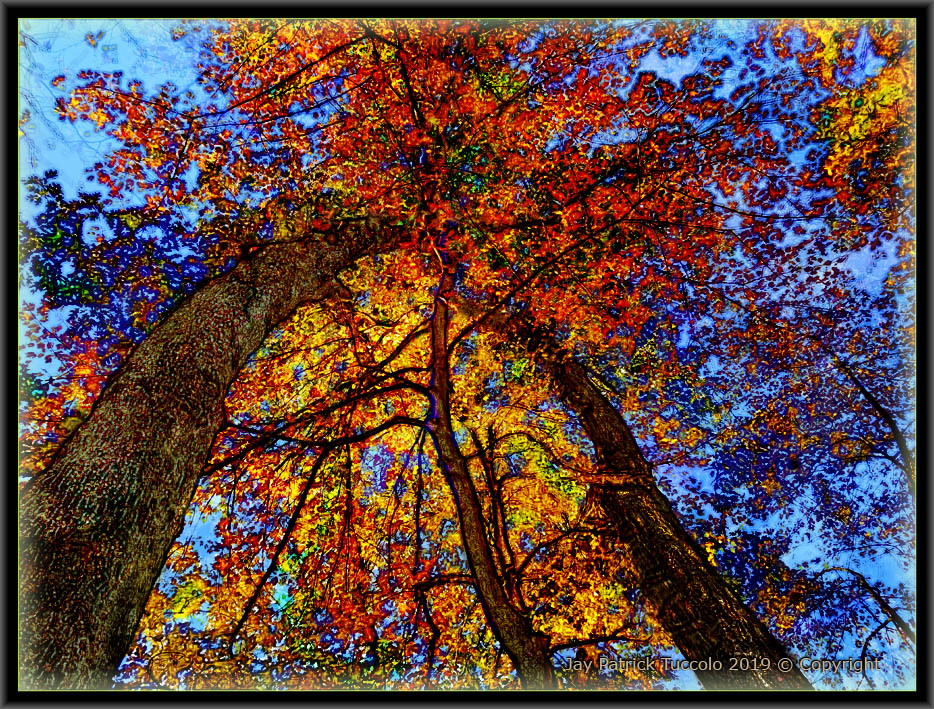 Acadian Forest Canopy - Autumn's Exhale, Jay P. Tuccolo, September 2019